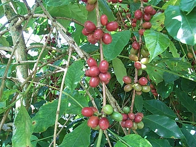 【インドネシア】マンデリン　アチェガルーダ