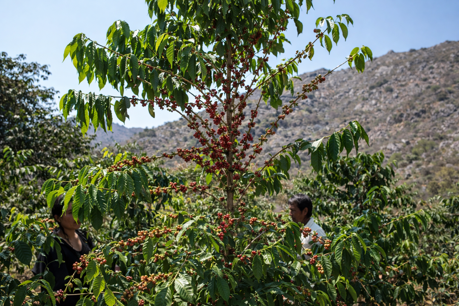【イエメン】モカマタリ＃9