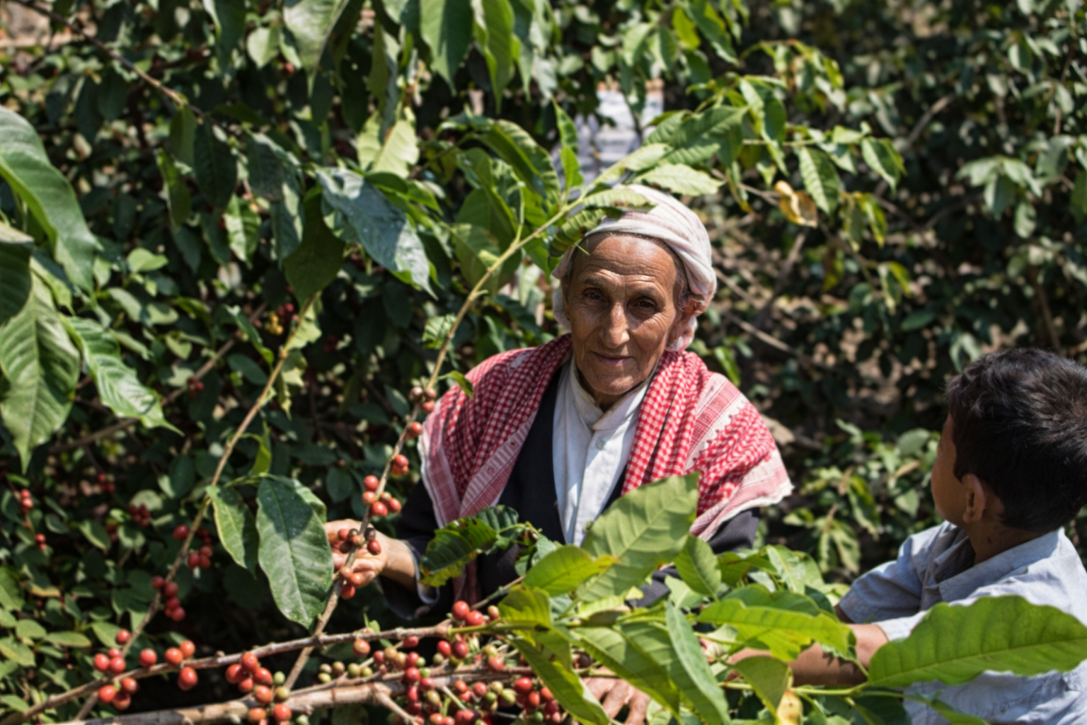 【イエメン】モカマタリ＃9