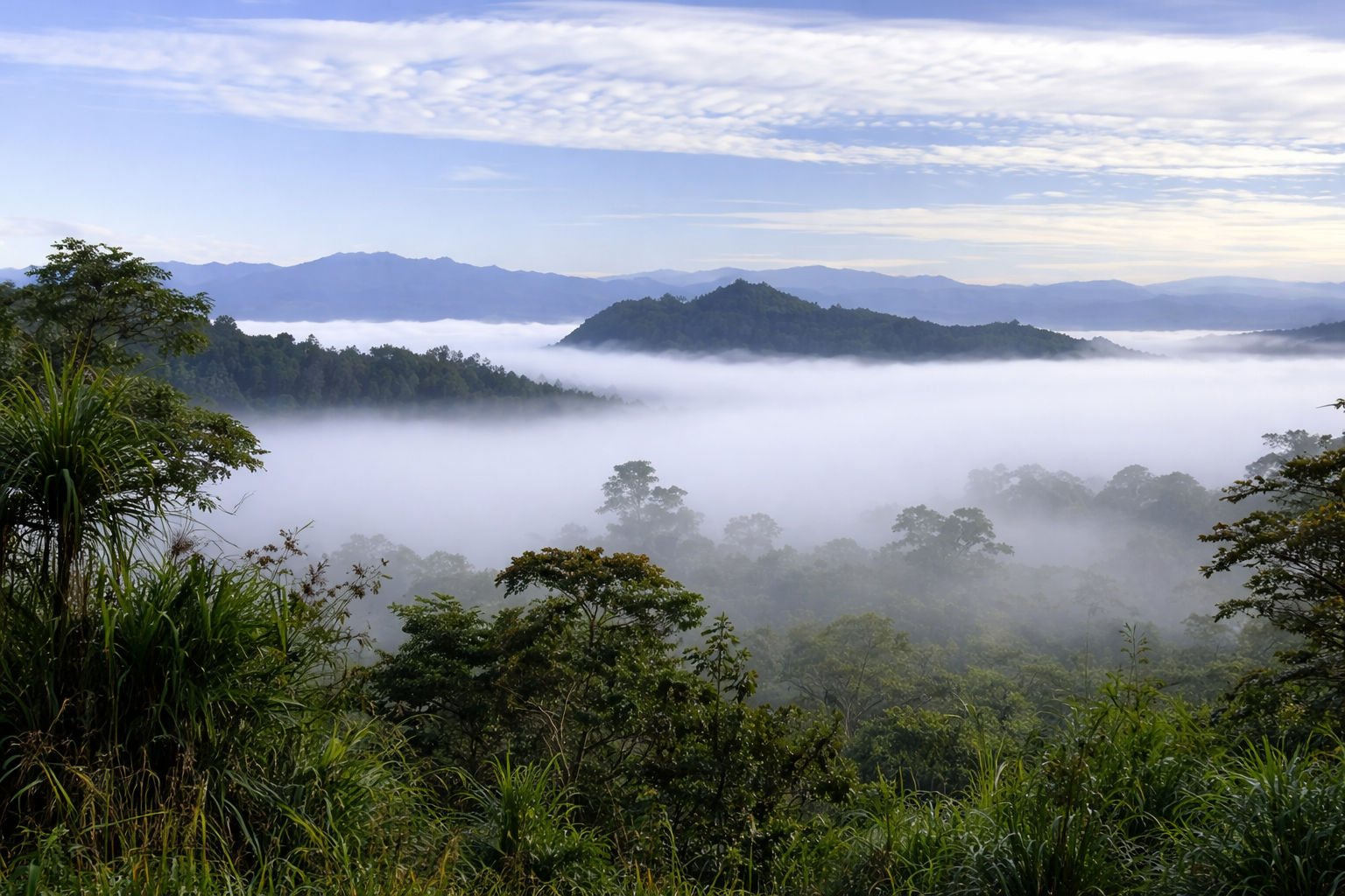 【インドネシア】スラウェシ カロシ アラビカG-1