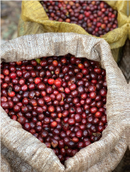 【グァテマラ】ラス・マルガリータス　ブルボン