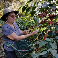 【グァテマラ】ラス・マルガリータス　ブルボン