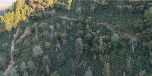 【グァテマラ】ラス・マルガリータス　ブルボン