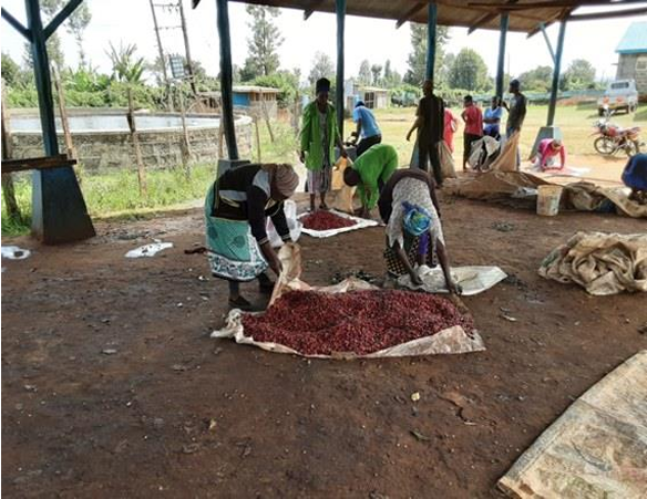 【ケニア】アフリカンブーケ