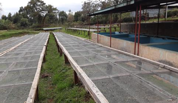 【ケニア】アフリカンブーケ