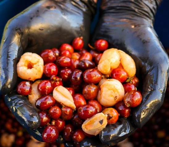 【コロンビア】WineYeast Lychee Fermentation