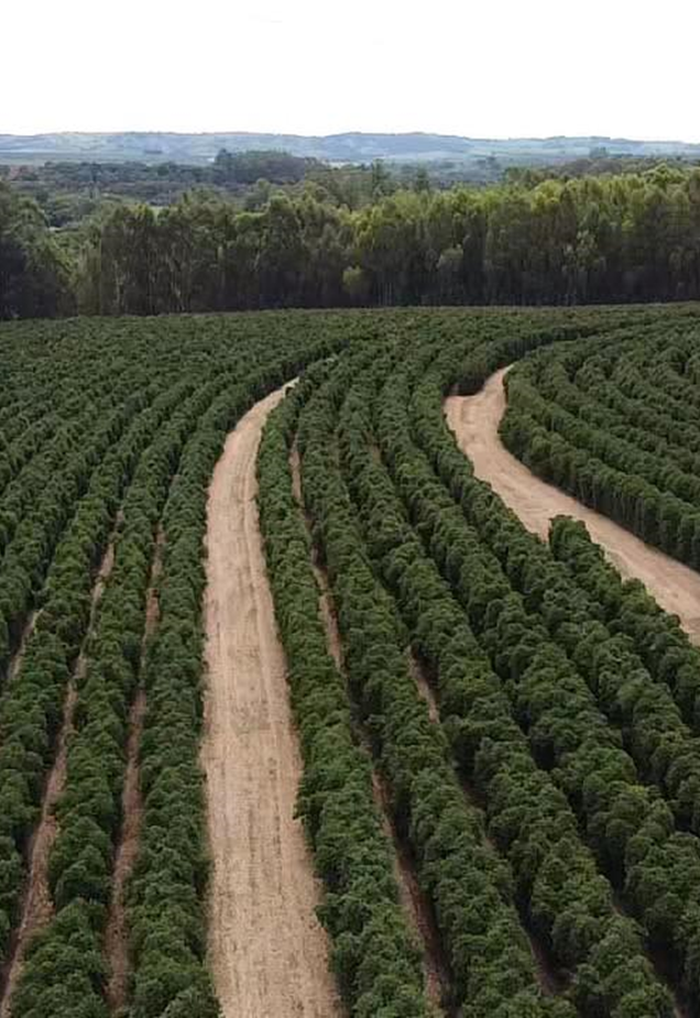 【ブラジル】Juliana　ムンドノーボS/W