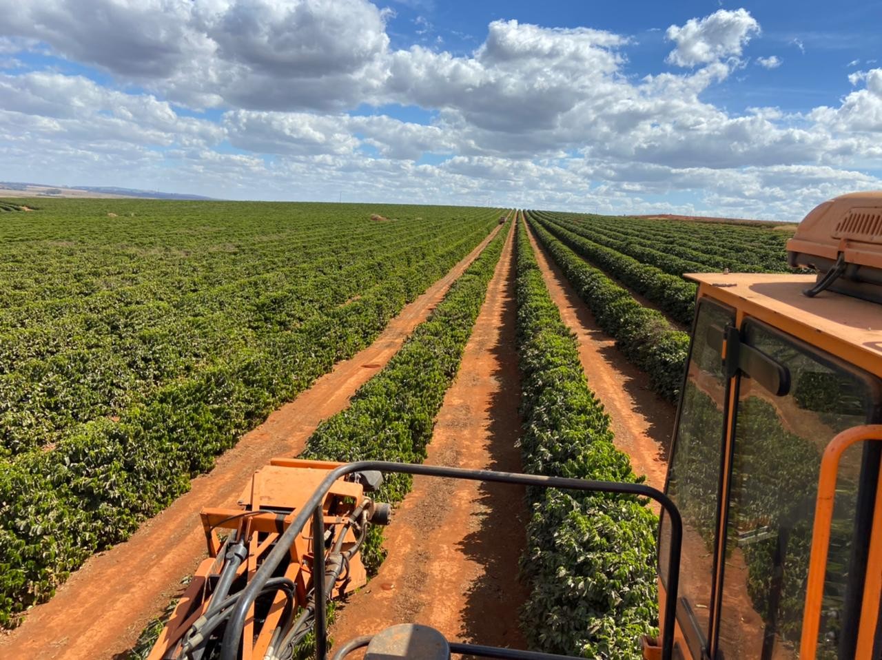 【ブラジル】モンテベルデ　カツアイ