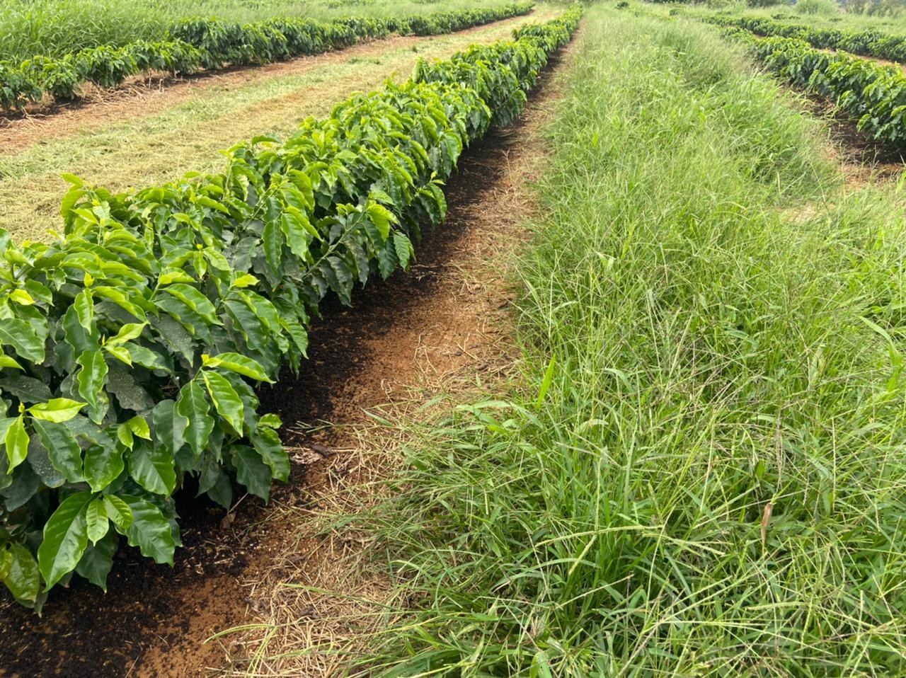 【ブラジル】モンテベルデ　カツアイ