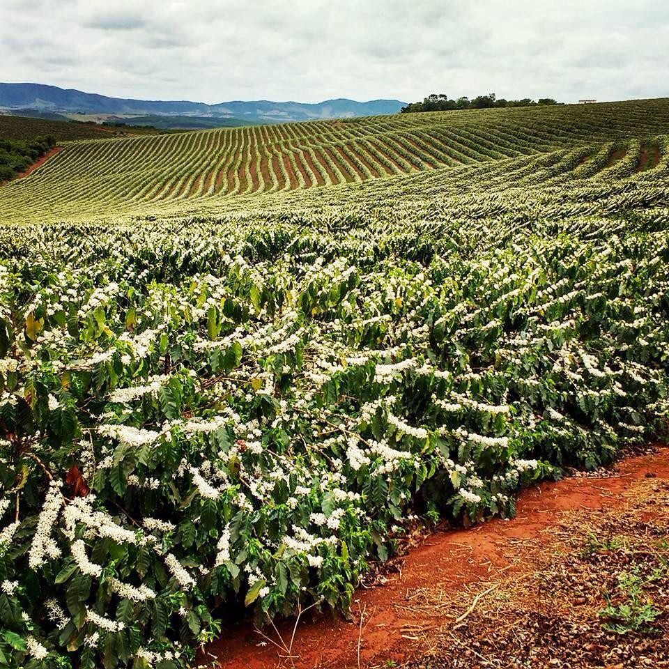 【ブラジル】Bela Vista　ブルボンピーベリー