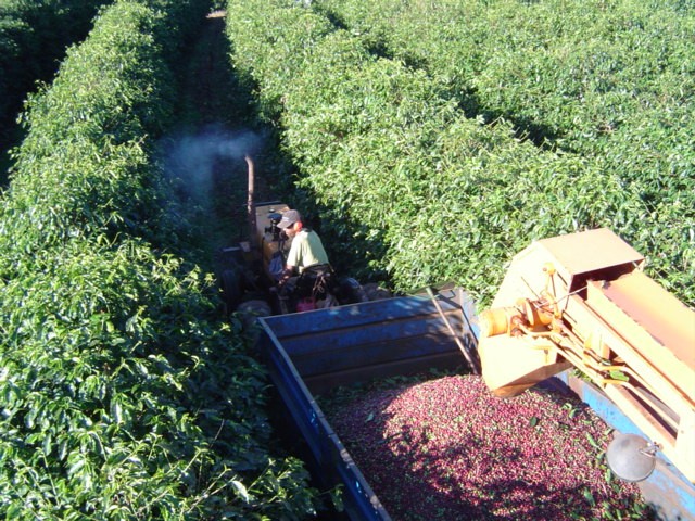 【ブラジル】Bela Vista　ブルボンピーベリー