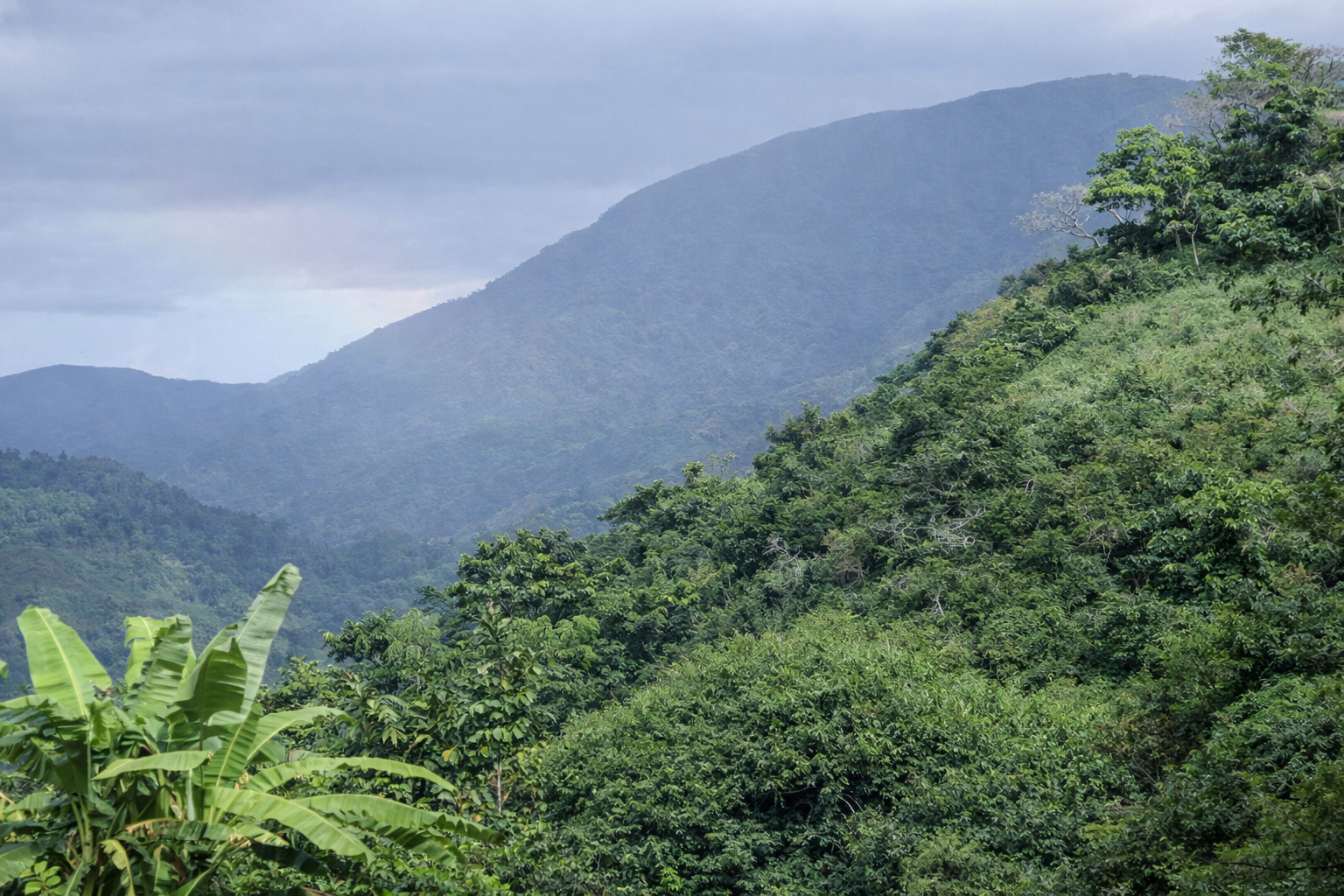 【ジャマイカ】ブルーマウンテン　NO1