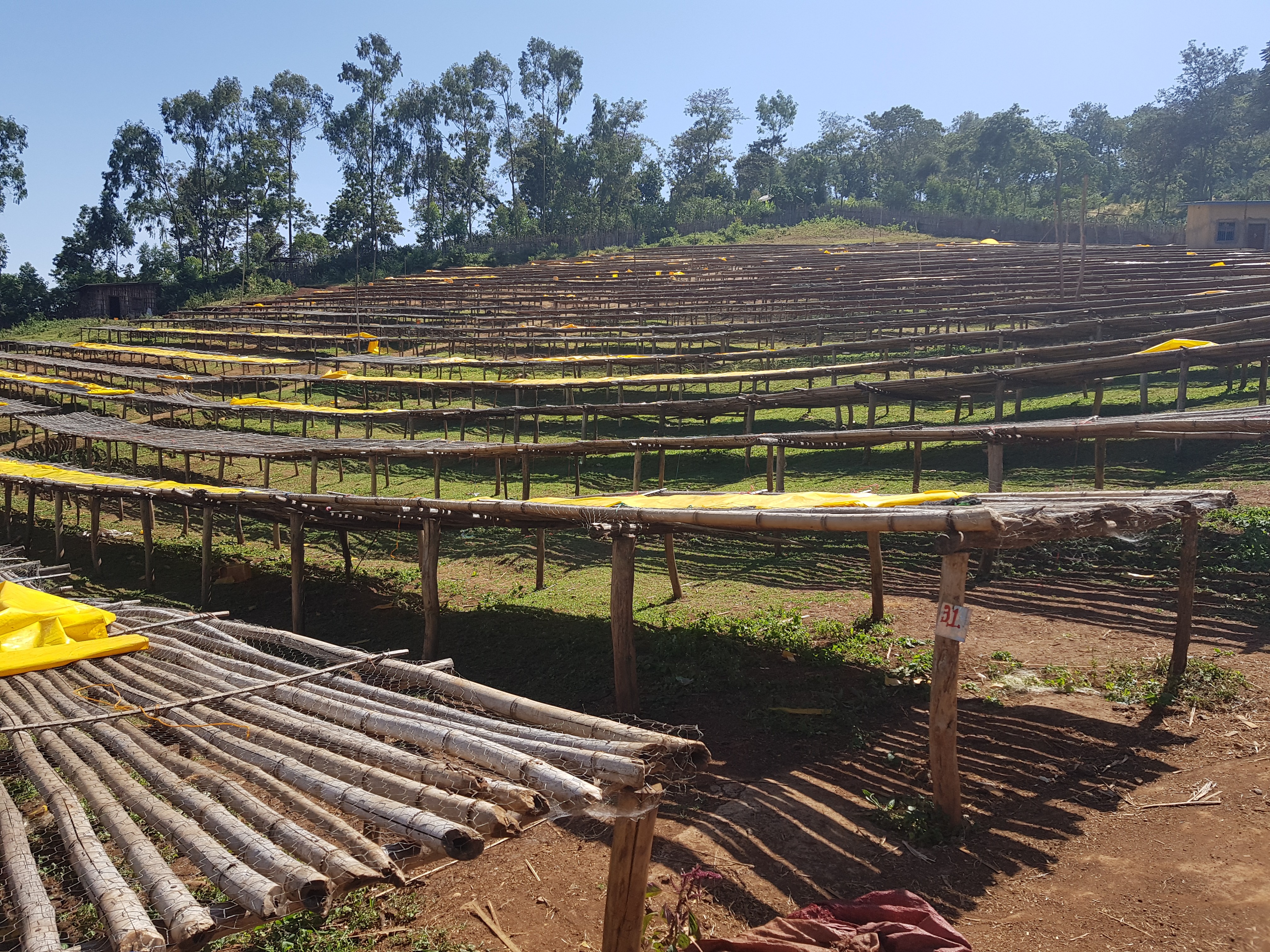 【エチオピア】イルガチェフG-1　N　DOBI