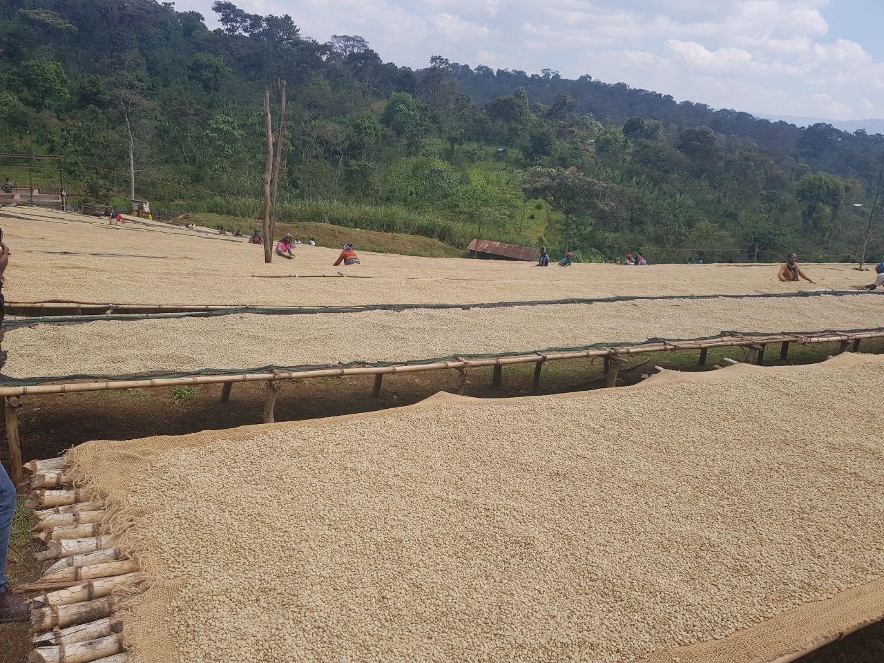 【エチオピア】イルガチェフG-1　N　DOBI