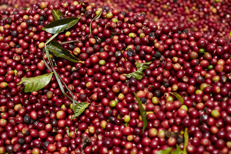 【ケニア】プライド オブ ケニア ルサガティ