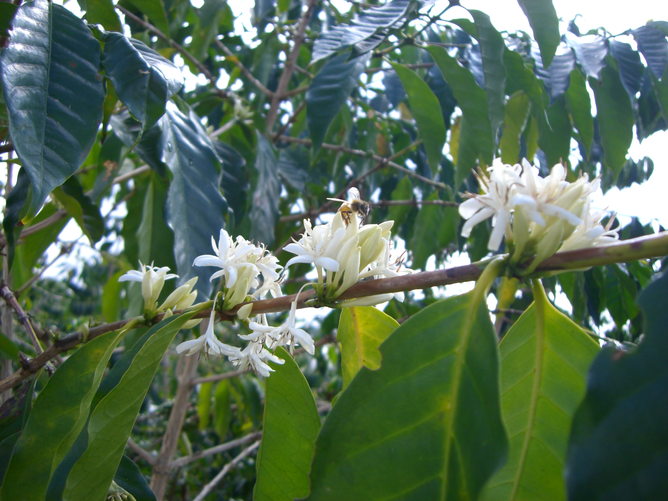 【ハワイ　ｰアメリカｰ】エクストラファンシー